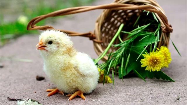 БДХ "Пшеничное зернышко" смотреть онлайн