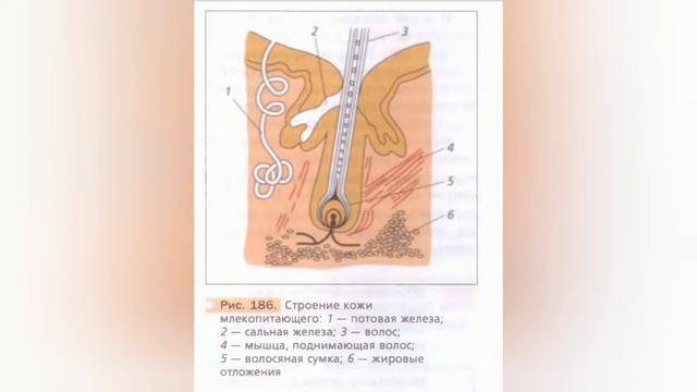 Краткий пересказ §50 Внешнее строение млекопитающих. Биология 7 класс Константинова Бабенко смотреть онлайн