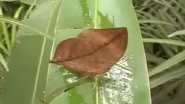 Kallima paralekta -P.Malaysia смотреть онлайн