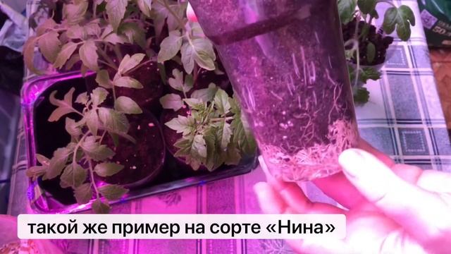 ОБЗОР РАССАДЫ 6 апреля / КАКОЙ ДРЕНАЖ ЛУЧШЕ? смотреть онлайн