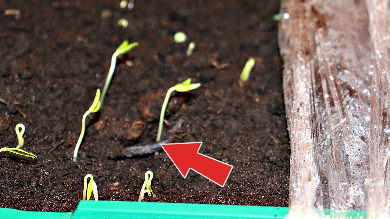 Семена перца взошли что делать дальше? Уход за рассадой перца по перевалки/пикировки! смотреть онлайн