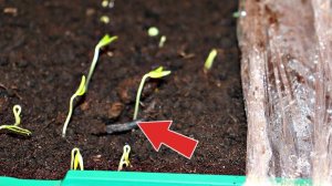 Семена перца взошли что делать дальше? Уход за рассадой перца по перевалки/пикировки!