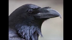 Голубе сивий  Олег Винник