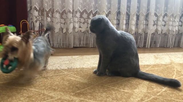 Кот и Собака - первое знакомство, Йорк против Шотландца, британское дерби смотреть онлайн