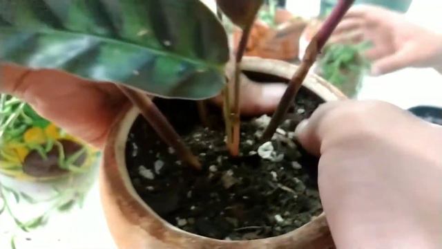 Transplantes En Huertos Ometeotl смотреть онлайн