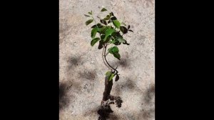 Как размножать иргу.Черенкование,отводами,семенами,деление куста  размножения кустарника ирги.