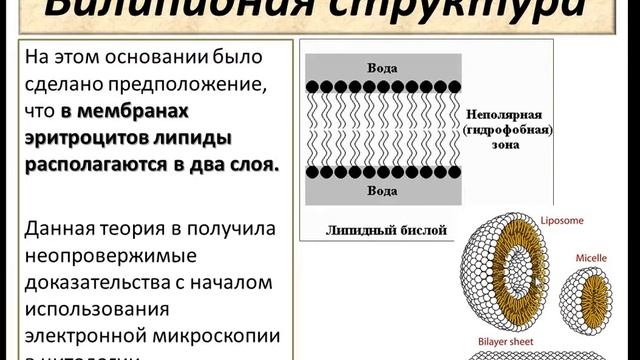 Цитология. Плазматическая мембрана. Ч.1. Структура мембран. смотреть онлайн