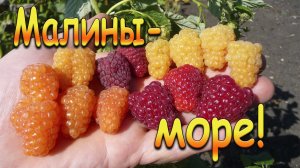 Малины - море!
