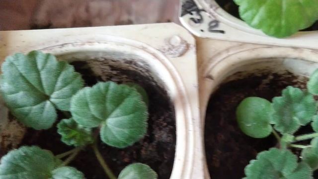 Мои пеларгонии зацвели. 1 апреля. смотреть онлайн