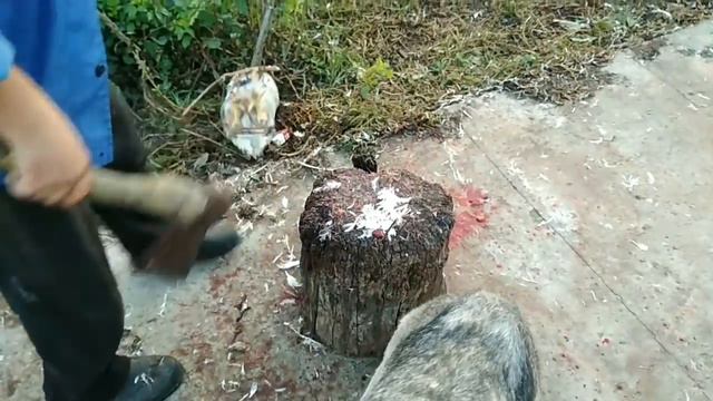 Как зарубить курицу!