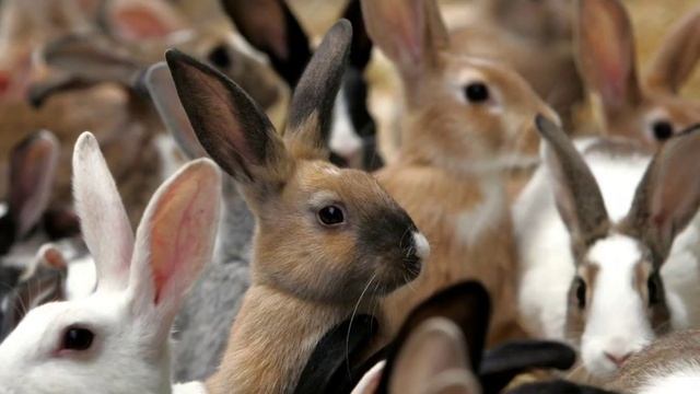 21 января 2023 г. Сказка про ослика