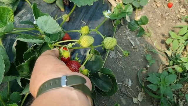 Клубника Кабрилло, сорт который не нуждается в рекламе, сажаете и зарабатываете на ягоде и рассаде. смотреть онлайн