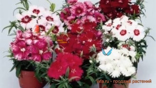 Строительные Планы