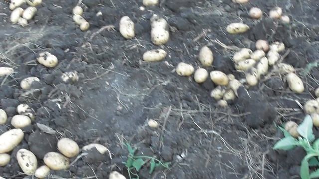 21. 08. 19г.  КАРТОФЕЛЬ 