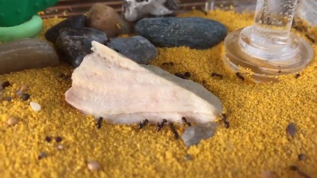 Муравьи в формикарии едят мясо. Чем можно кормит муравьёв. #ants смотреть онлайн