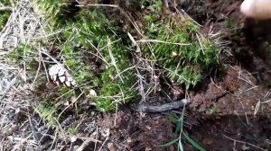 Где достать кислый верховой торф