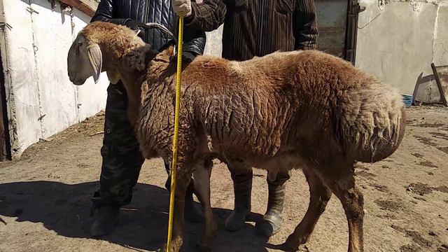 Гиссарский кочкар по кличке Дракула возрост 2 года и 3 месяца.( 06.04.2020 г. ) смотреть онлайн