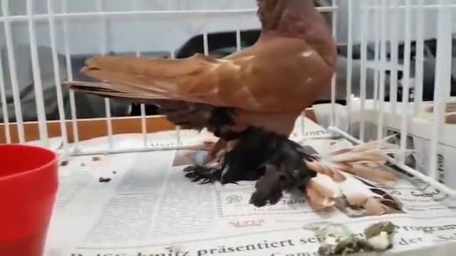 Expozitie / Выставка Aachen 2016 Германия ( by Игорь Тейхриб ) смотреть онлайн