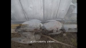 СУПЕР ОХОТА НА ГУСЯ В ТУНДРЕ!!! ВЕЛИКОЛЕПНАЯ ПРИРОДА!!! Сентябрь 2021 года!