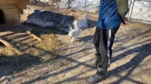 Маленькие Волэнды и Лайки ЗСЛ теперь вместе в одном вольере. Лорд показывает превосходство Акуле.