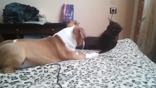 Марсэль и Фаина знакомство смотреть онлайн