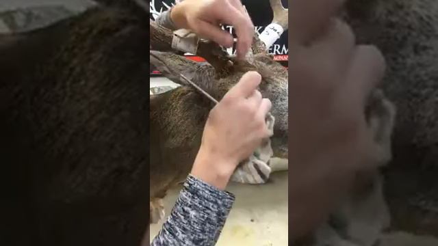 Learn Taxidermy: Whitetail Deer Mounting смотреть онлайн