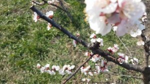 ЦВЕТЕНИЕ СОРТОВ АБРИКОС