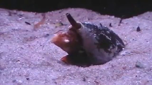 Моллюск хищник смотреть онлайн