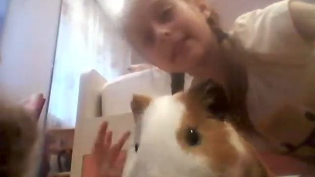 Приехала морская свинка Веня смотреть онлайн