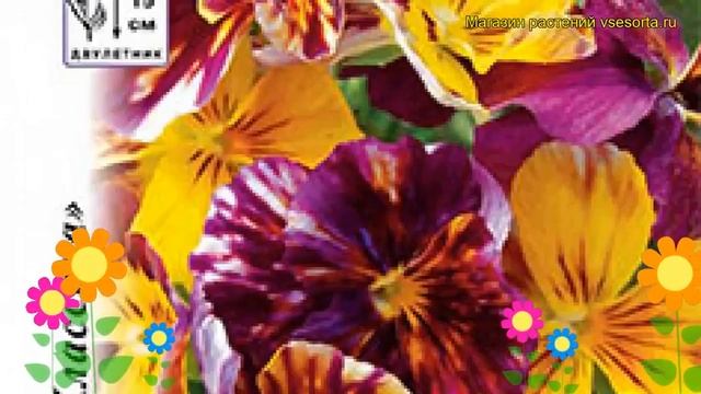 Виола гибридная Рембрандт. Краткий обзор, описание характеристик, где купить семена viola cornuta смотреть онлайн