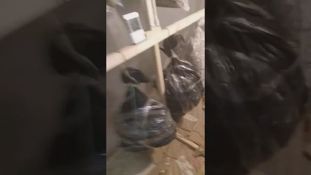 Выращивание вешенок! Обзор грибочков .Видео №6 Пятый день после появления грибов. Первый опыт смотреть онлайн