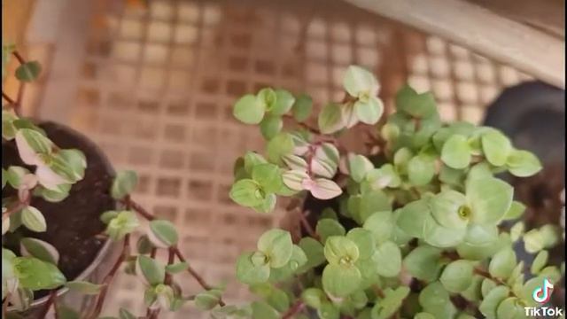 ริบบิ้นชาลีเบียงก้า смотреть онлайн