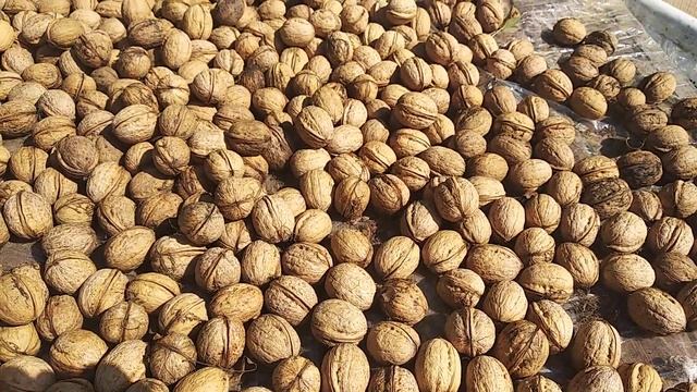 Грецкие орехи лопнули как фисташки смотреть онлайн