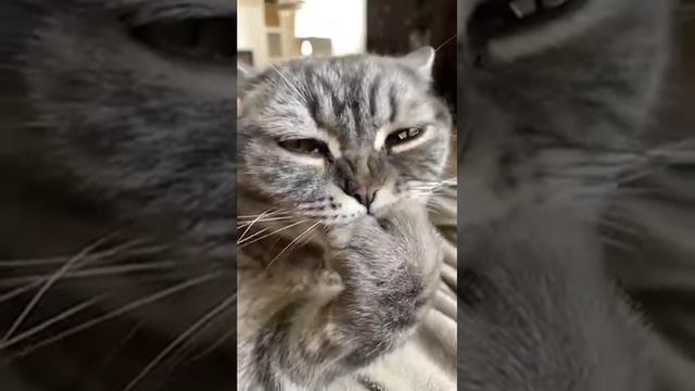 Как это грациозно смотреть онлайн