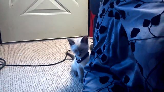 my blue point Siamese kitten and my snow lynx Bengal kitten experience collars смотреть онлайн