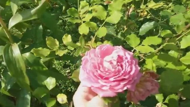 Цветение роз Остина, Ленса и Кордеса в конце сентября. Подмосковье. смотреть онлайн