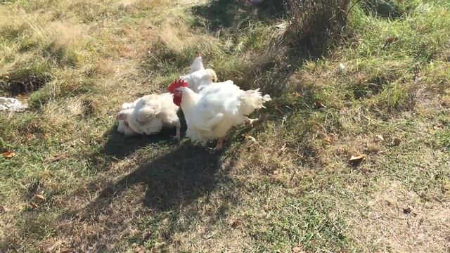 Огромный петух 7 кг смотреть онлайн