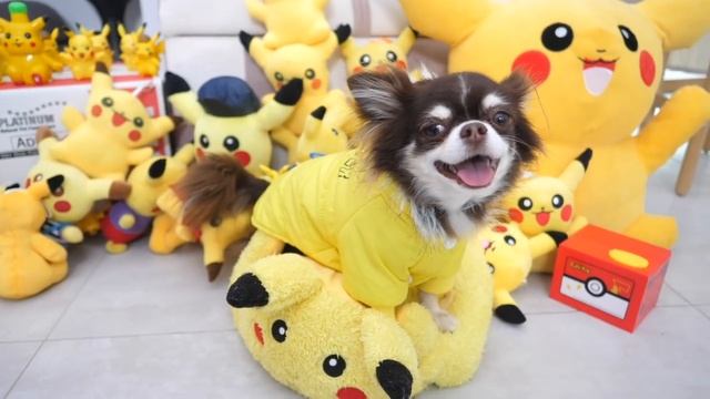 УТРО ГЛАЗАМИ СОБАКИ . ЧЕЛЛЕНДЖ