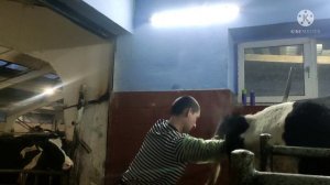 что делать если коровка не может растелиться