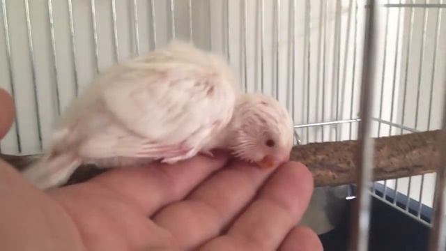 7M+ Views - Albino budgie UNBOXING + bonus video from hatching to 4 weeks - growth stages смотреть онлайн