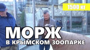 Полуторатонный морж - пенсионер поселился в Бахчисарае. Крым