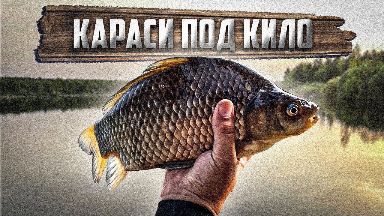 ВОТ ЭТО ЛАПТИ ПОД КИЛО. КАРАСЬ НА ФЛЭТ. Рыбалка на Лесном Озере с Ночевкой. смотреть онлайн