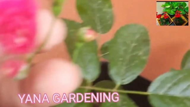 Gulabi ??mokkalu... penchadham yela @yanagardening2395 смотреть онлайн
