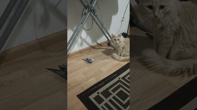 ручные волнистые попугаи г.Екатеринбург смотреть онлайн