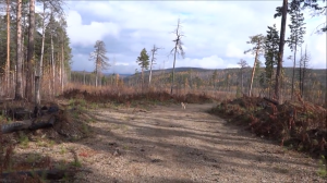 Охота на лося. Солонец. 3 серия.