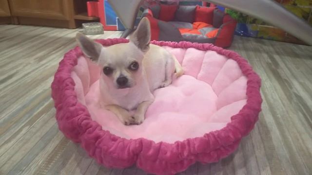 Кока Чихуахуа в новой лежаночке СИМФЕРОПОЛЬ Крым Кастропуло смотреть онлайн