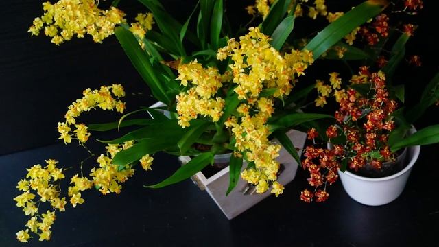 Продолжение большого обзора орхидей, часть 2. смотреть онлайн