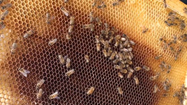 узбекский пчелопакет бессовестное кидалово смотреть онлайн