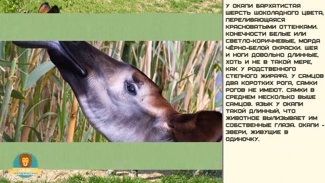 Мир малышам. Окапи смотреть онлайн