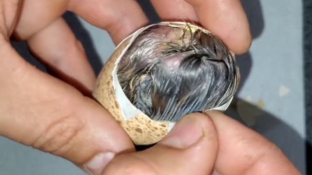 Птенец монала (рождение). смотреть онлайн